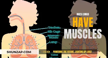 Do Lungs Have Muscles? Exploring Respiratory Health