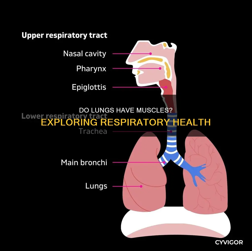 does lungs have muscles