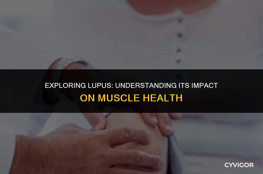 does lupus affect muscles
