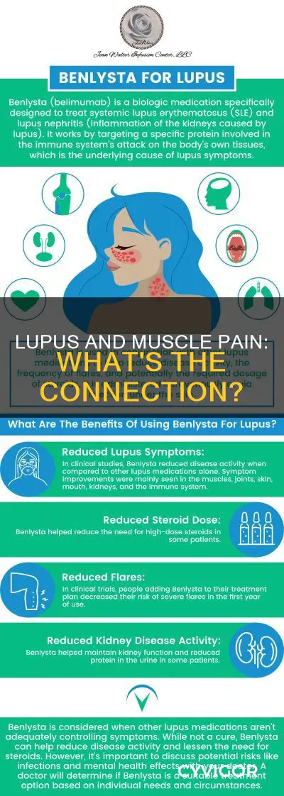 does lupus attack muscles