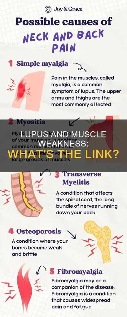 does lupus cause muscle weakness