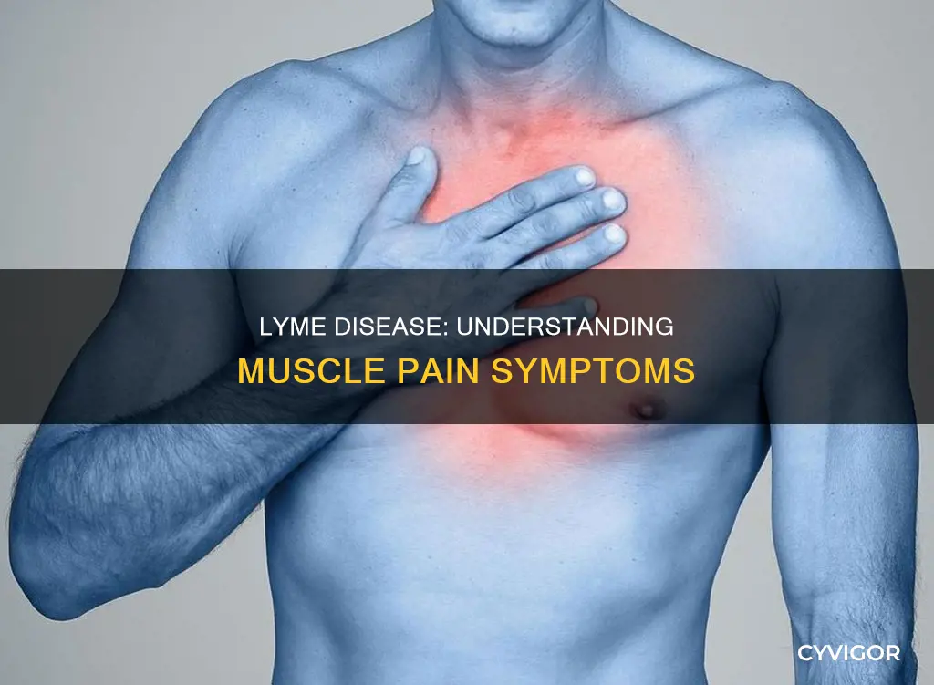 does lyme cause muscle pain