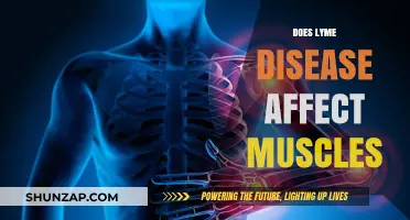 Exploring Lyme Disease's Impact on Muscular Health