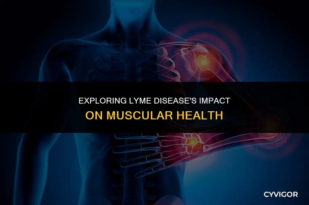 does lyme disease affect muscles