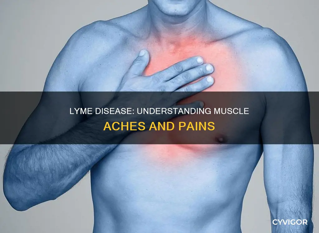 does lyme disease cause muscle aches
