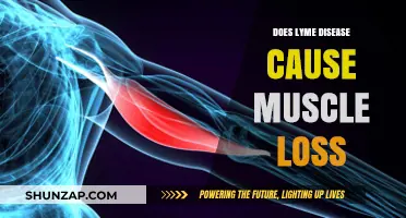 Lyme Disease: Understanding Muscle Loss and Recovery