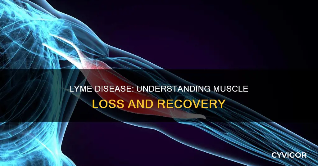 does lyme disease cause muscle loss