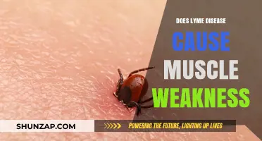 Lyme Disease: Muscle Weakness and Fatigue Explained