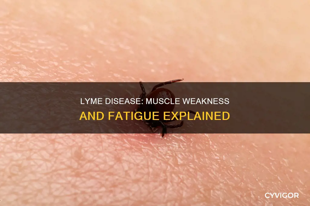 does lyme disease cause muscle weakness