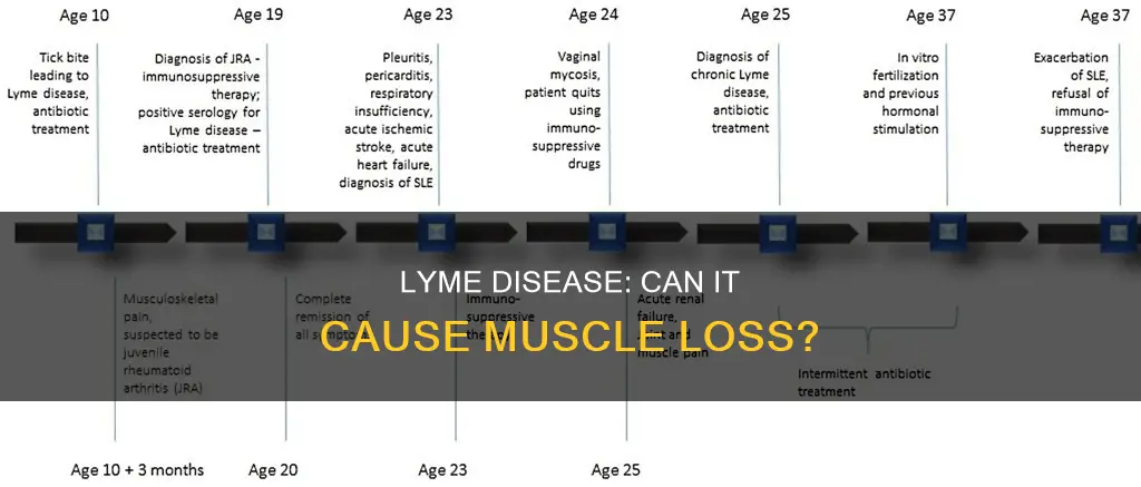 does lyme diseaseeat muscle