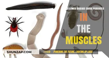 Lyme Disease: Parasites in Muscles?