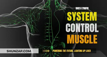 Lymph System's Role in Muscle Control: Exploring the Link