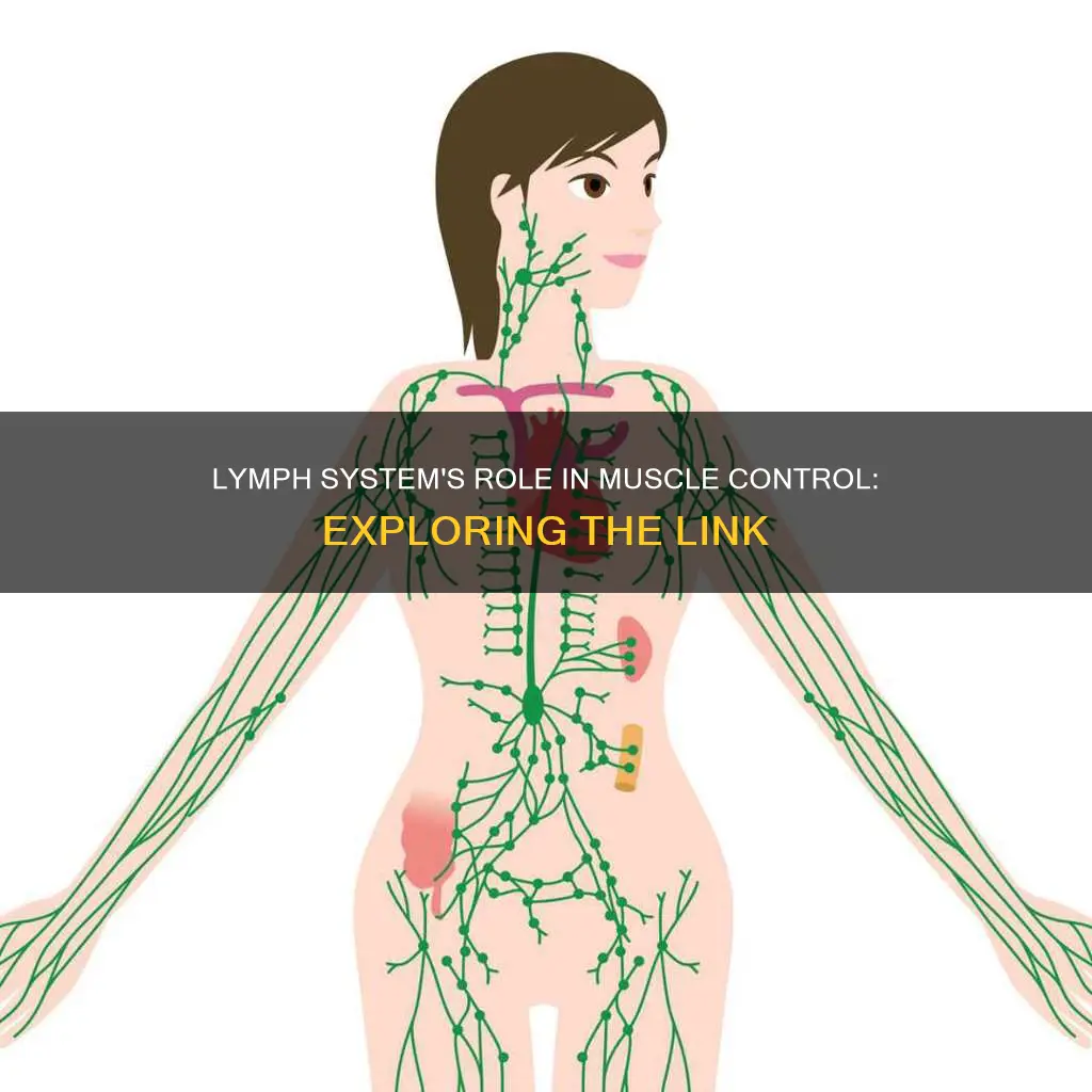does lymph system control muscle
