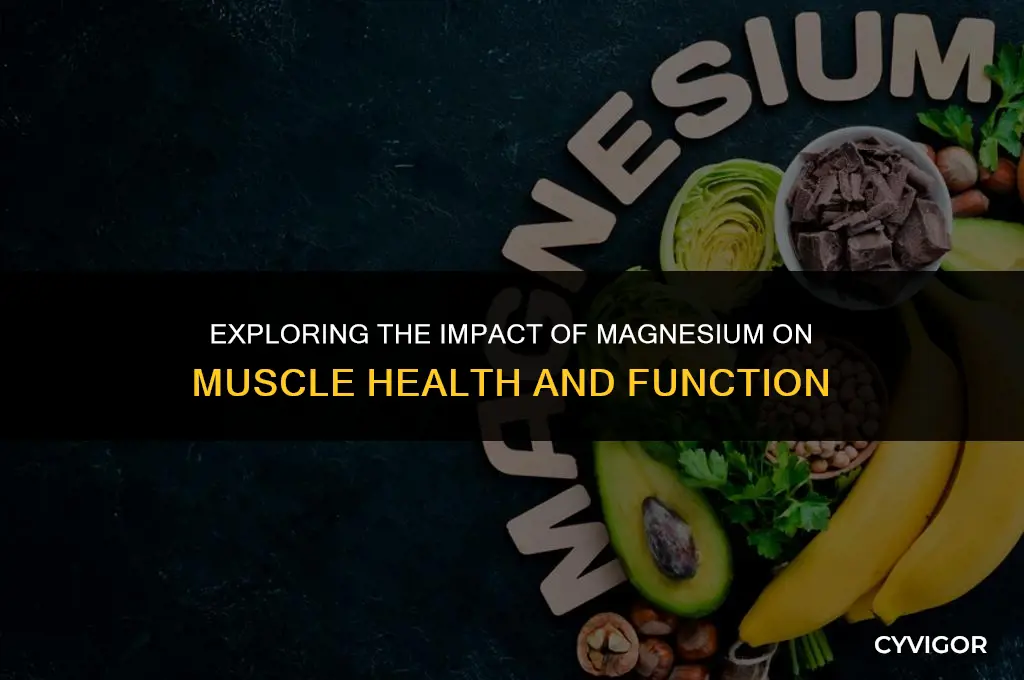 does magnesium affect muscles