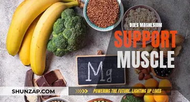 Magnesium: Muscle Support and Recovery Essential Mineral