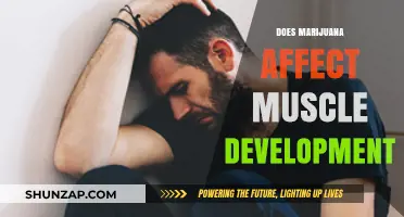 Exploring the Impact of Marijuana on Muscle Growth and Development