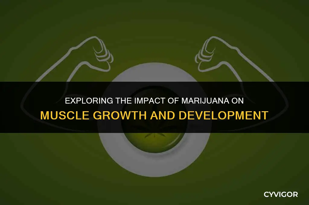 does marijuana affect muscle development