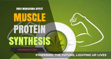 Exploring the Impact of Marijuana on Muscle Protein Synthesis