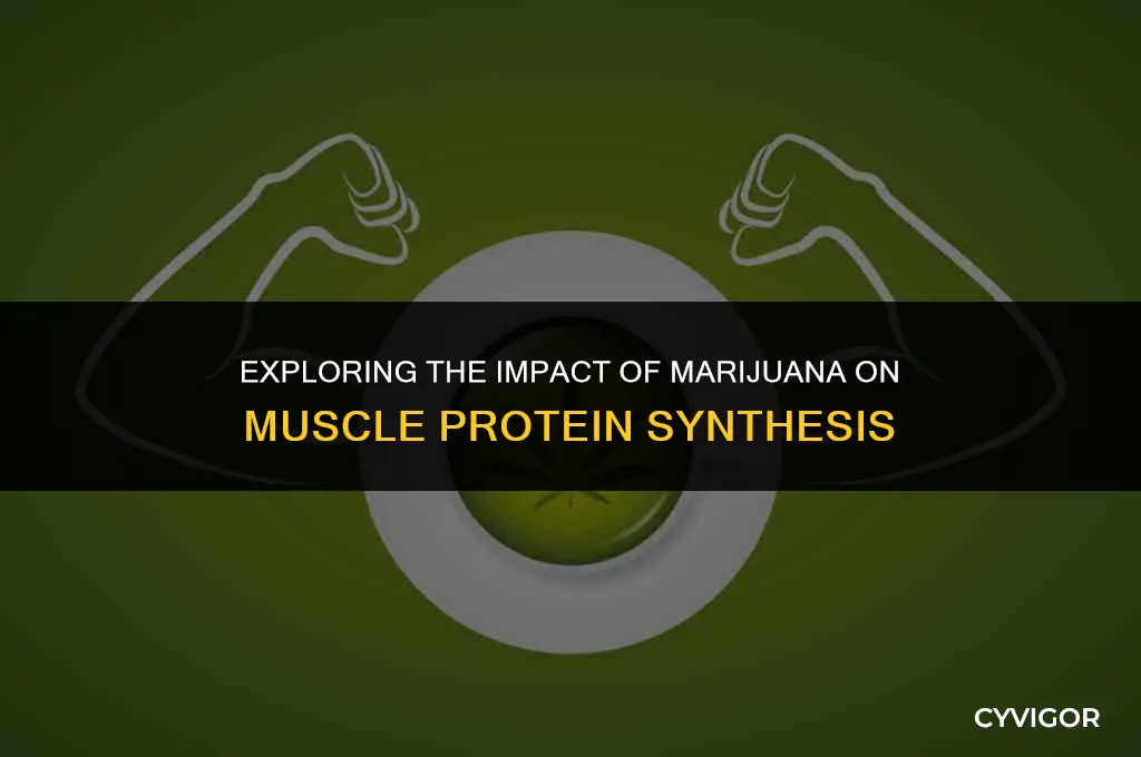 does marijuana affect muscle protein synthesis