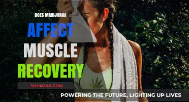 Exploring the Impact of Marijuana on Muscle Recovery: A Comprehensive Guide