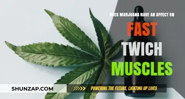 Exploring Marijuana's Impact on Fast Twitch Muscles: A Scientific Analysis