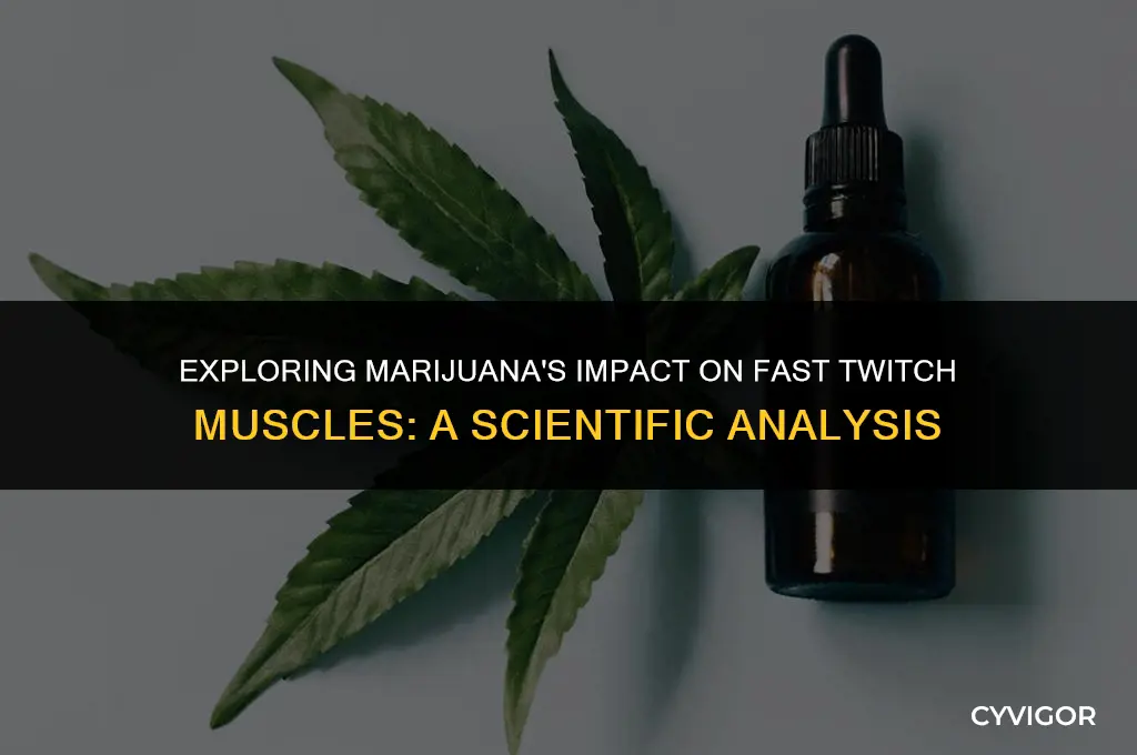 does marjuana have an affect on fast twich muscles