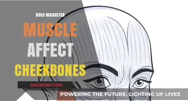 The Impact of Masseter Muscle on Cheekbone Structure and Appearance