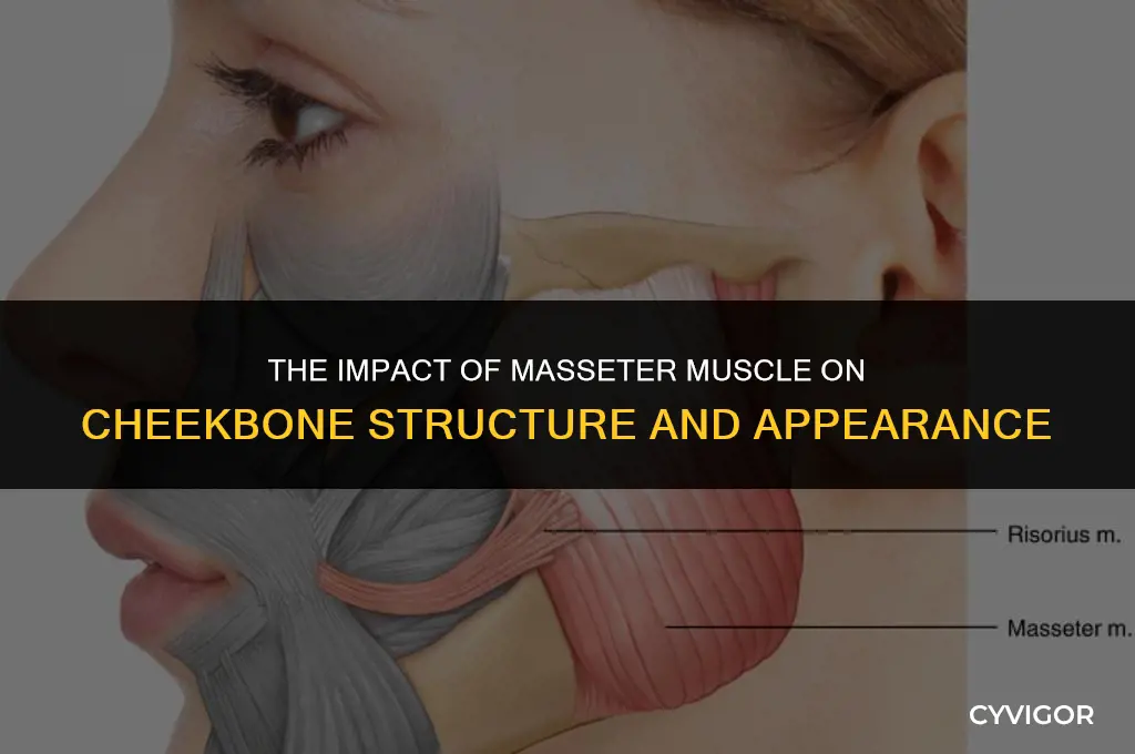 does masseter muscle affect cheekbones