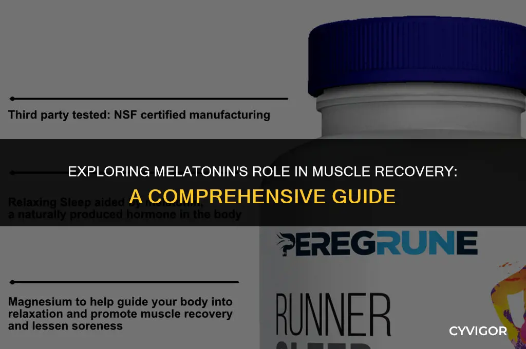 does melatonin affect muscle recovery
