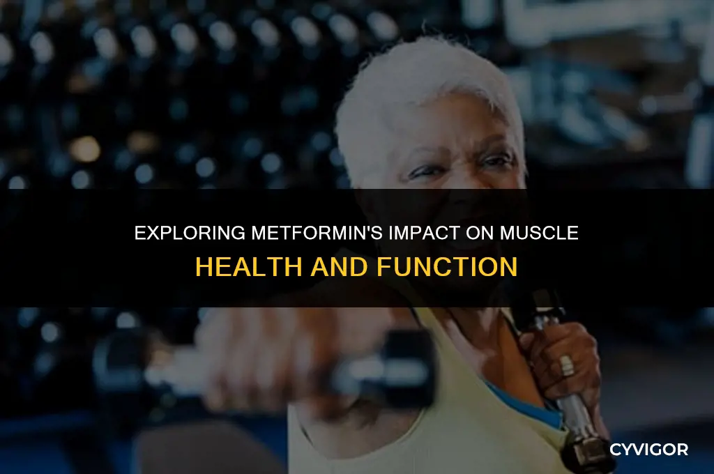 does metformin affect muscles