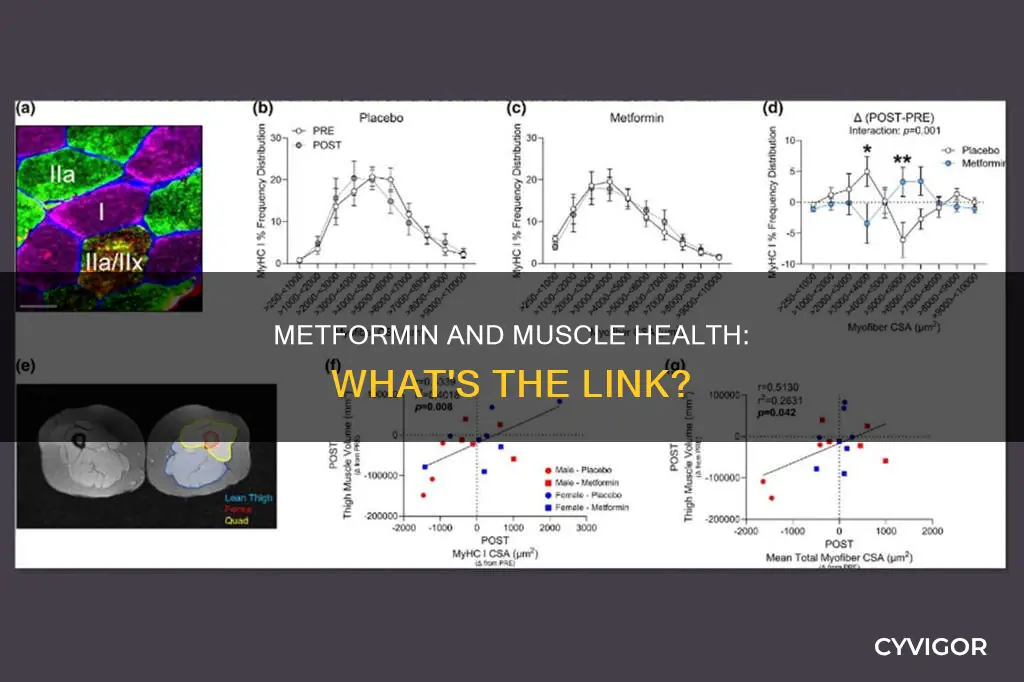 does metformin cause muscle deterioration
