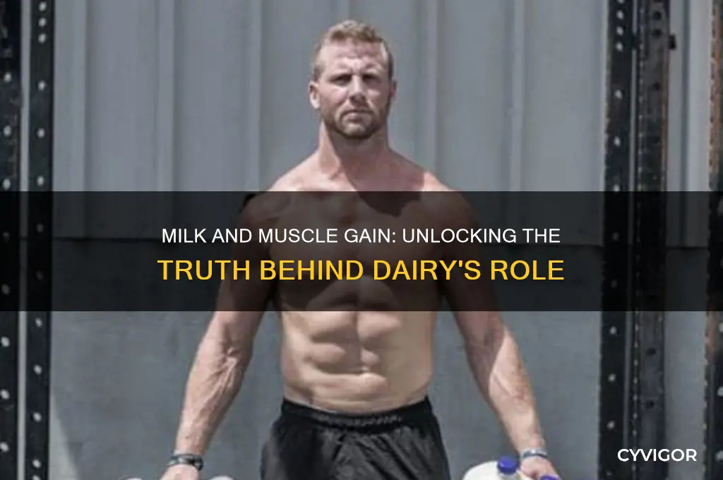 does milk gain muscle mas