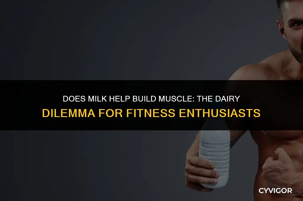 does milk help build muscle