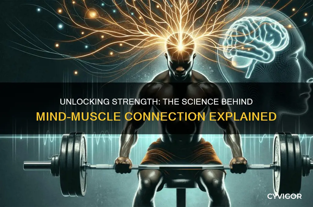 does mind muscle connection work