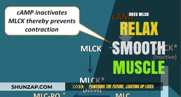 MLCK's Role in Smooth Muscle Relaxation: Mechanisms and Insights