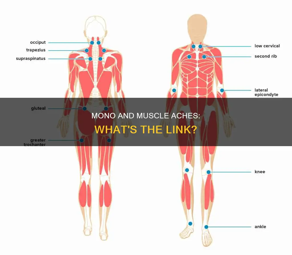 does mono cause muscle aches