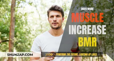 Muscle Mass and BMR: The Relationship Explained