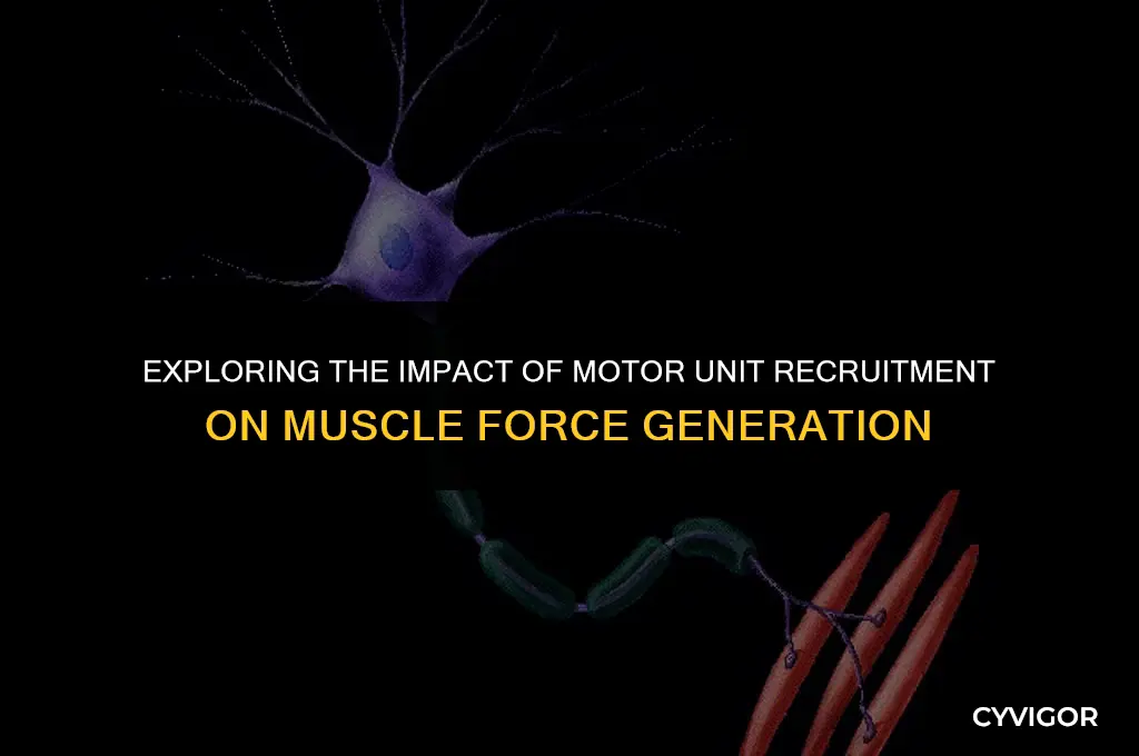 does motor unit recruitment affect muscle force generation