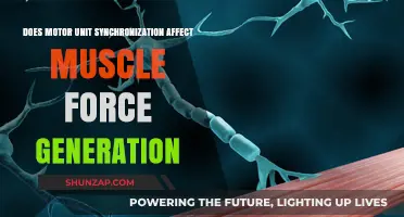 Exploring the Impact of Motor Unit Synchronization on Muscle Force Generation