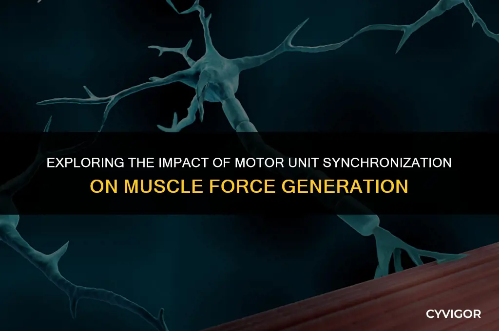 does motor unit synchronization affect muscle force generation
