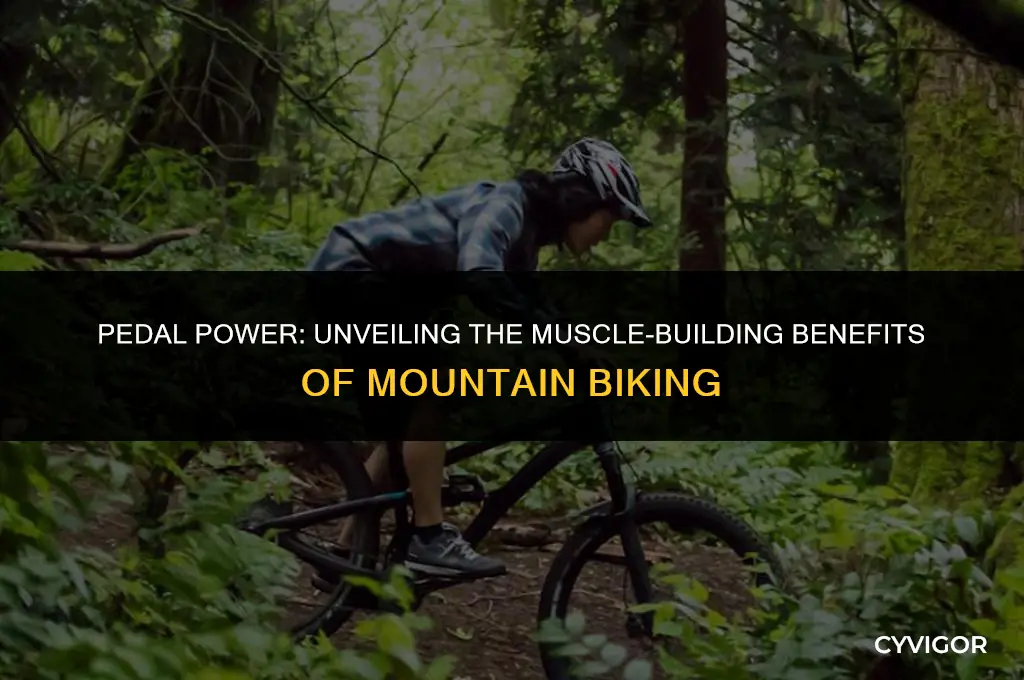 does mountain biking build muscle