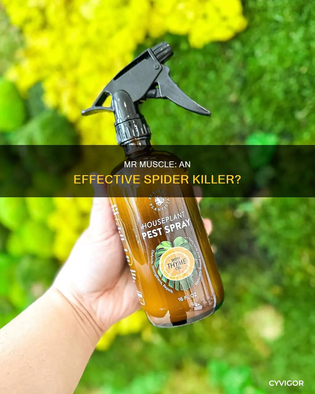 does mr muscle kill spiders