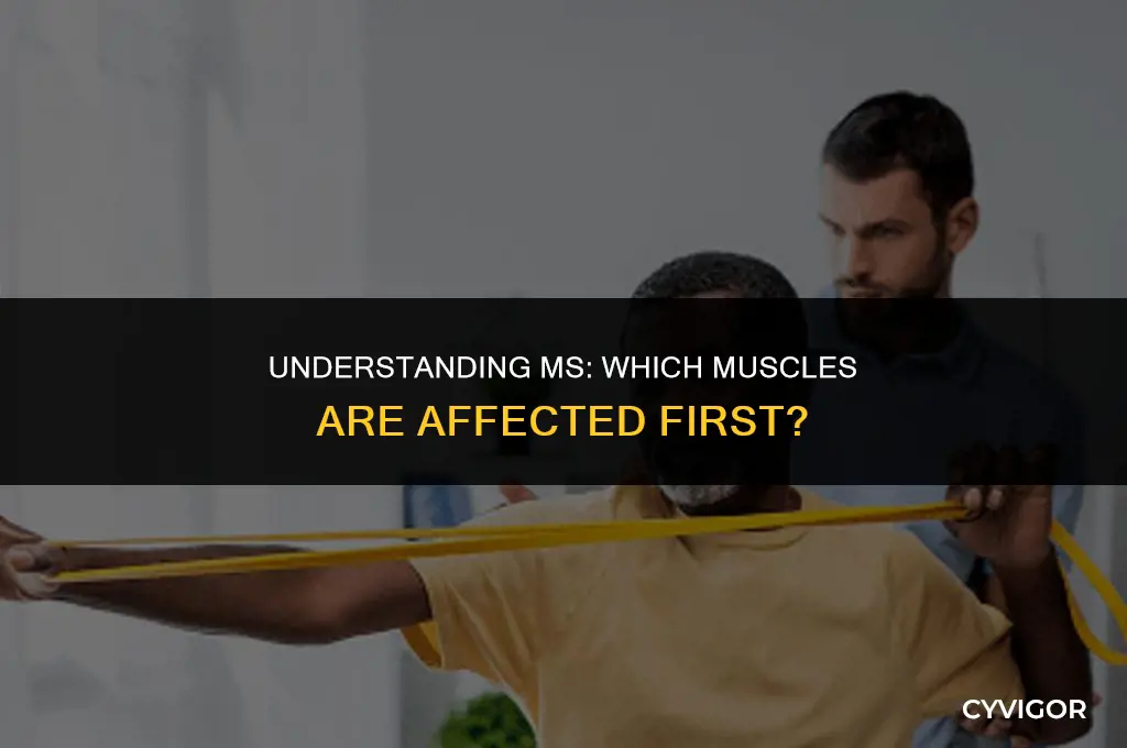 does ms affect bigger muscles first