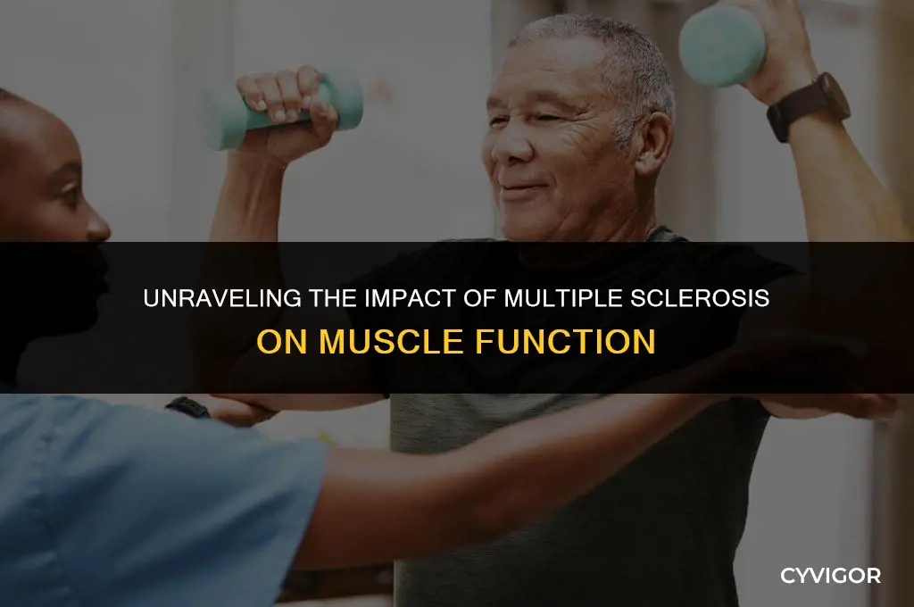 does ms affect the muscles