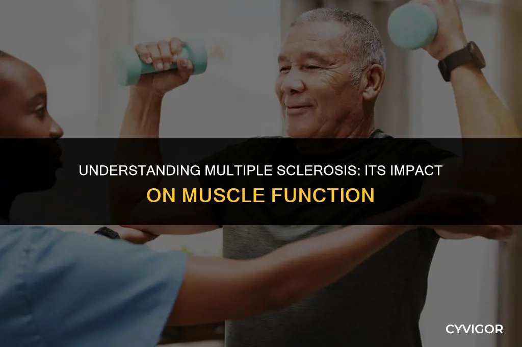 does multiple sclerosis affect muscles