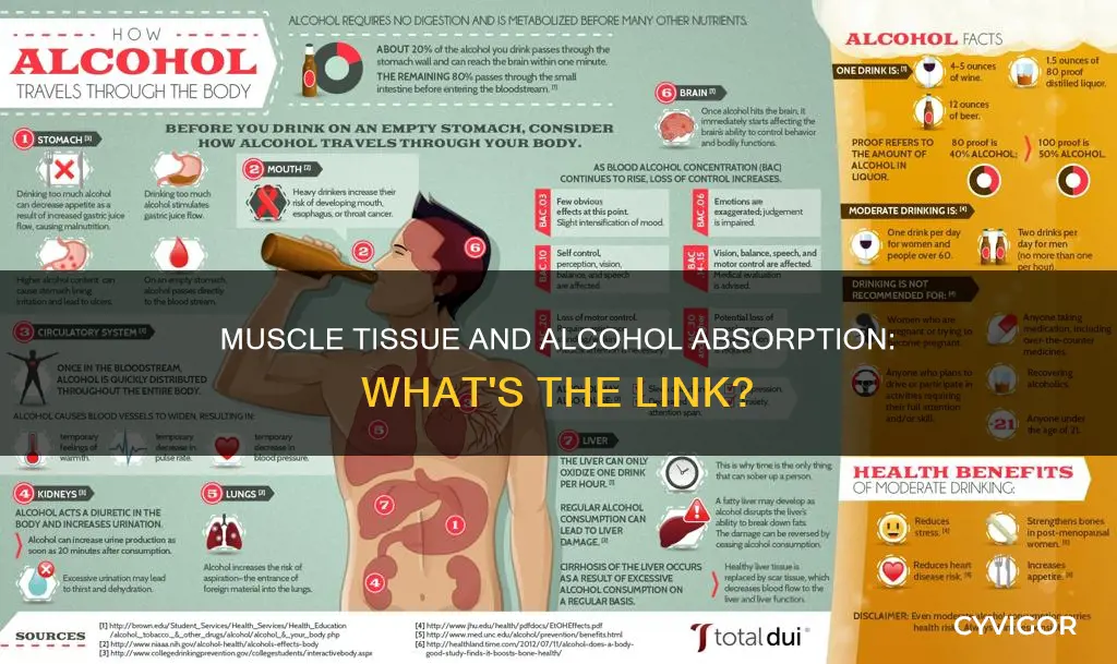 does muscle absorb alcohol