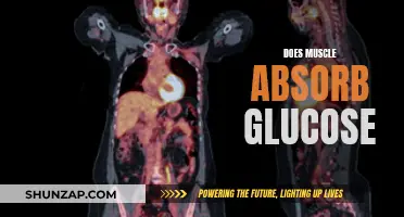 Muscle Tissue and Glucose Absorption: What's the Link?