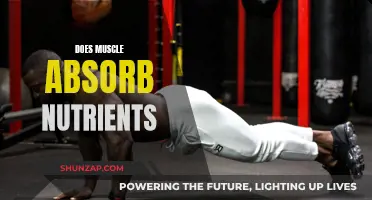 How Muscles Absorb Nutrients for Growth and Repair