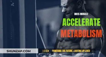 Muscle Tissue and its Impact on Metabolism