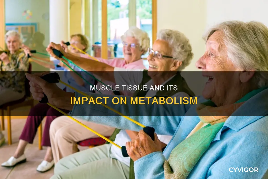 does muscle accelerate metabolism